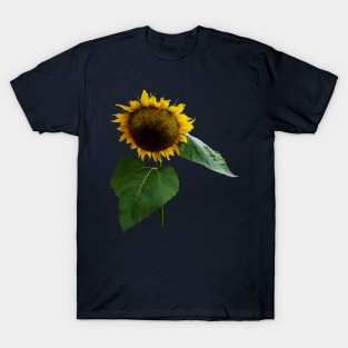 Sunflowers - Bowing Sunflower T-Shirt